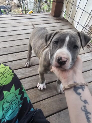 American staffy pups