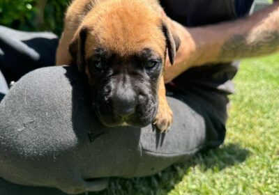 Boxer x great dane puppies