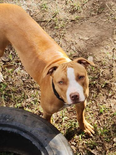 American amstaff puppies