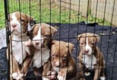 American amstaff puppies