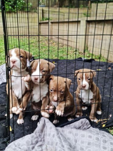 American amstaff puppies