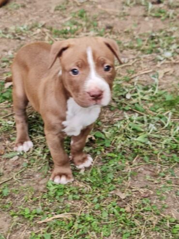 American amstaff puppies