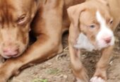 American amstaff puppies