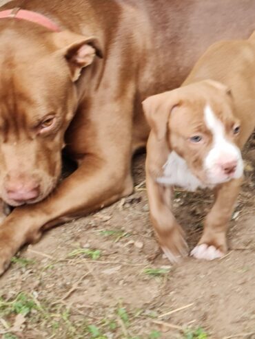 American amstaff puppies