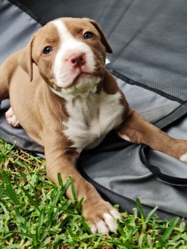 American amstaff puppies