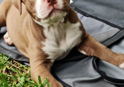 American amstaff puppies