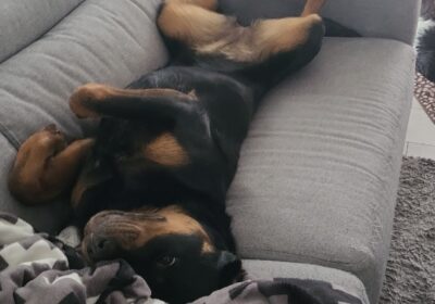 Rottweiler 10 months old