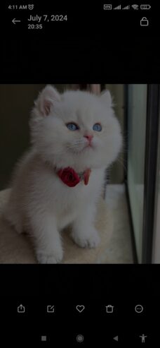 British shorthair kittens