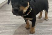 PURE BREED Kelpie puppies