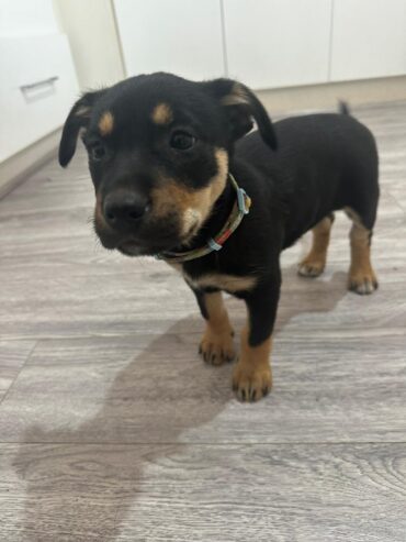 PURE BREED Kelpie puppies