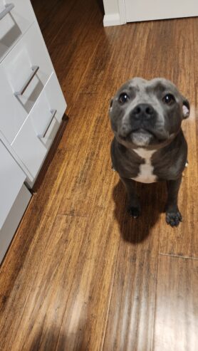 Male Blue English Staffy