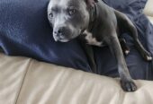 Male Blue English Staffy