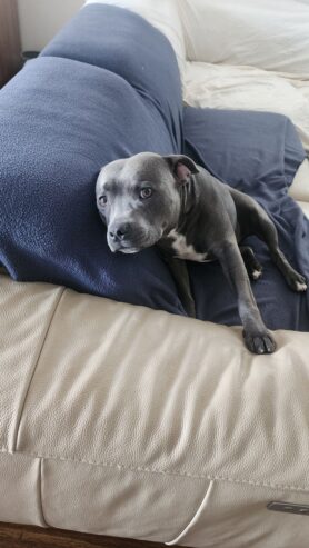 Male Blue English Staffy