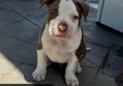 Purebred American Bully Puppies