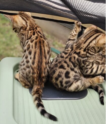 Bengal Kittens