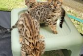 Bengal Kittens