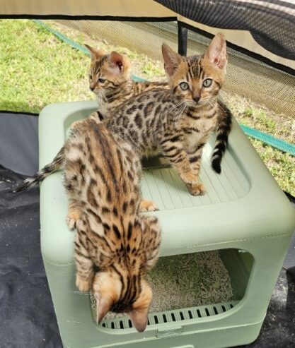 Bengal Kittens