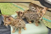 Bengal Kittens