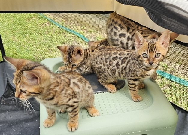 Bengal Kittens