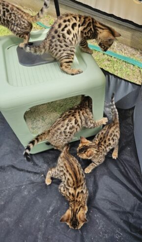 Bengal Kittens