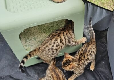 Bengal Kittens