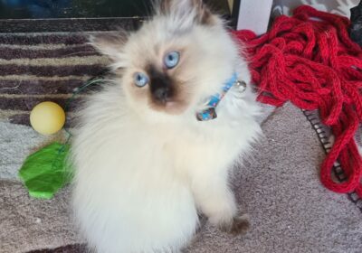 Purebreed ragdoll kittens