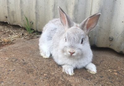 Netherland dwarf bunnies