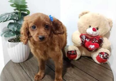 Stunning Toy Cavoodle