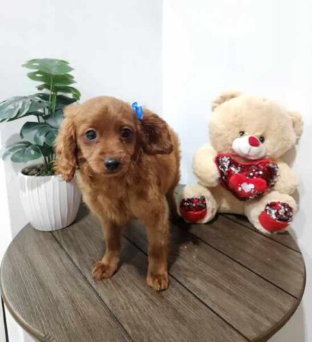 Stunning Toy Cavoodle