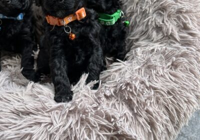 POODLE MINIATURE PUPPIES