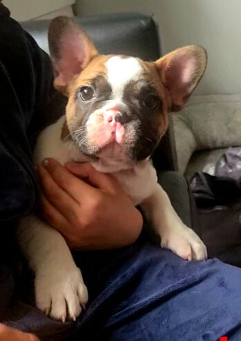 French bulldog