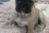 French bulldog