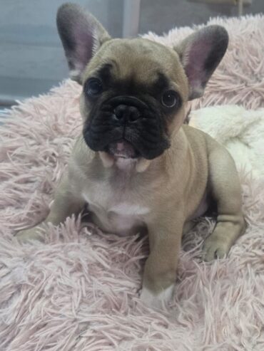 French bulldog