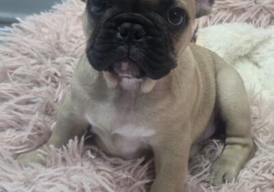 French bulldog