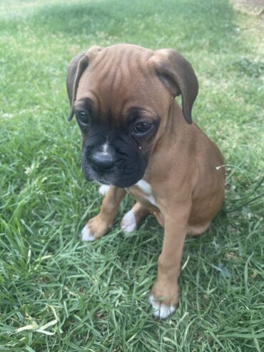 9 week old boxer pup