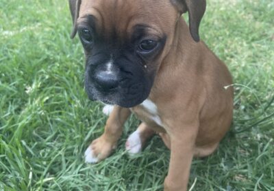 9 week old boxer pup