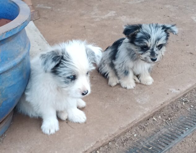 Blue Merle Border CollieX