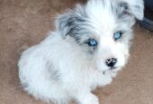 Blue Merle Border CollieX