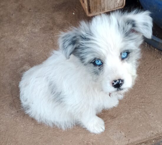 Blue Merle Border CollieX