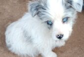 Blue Merle Border CollieX