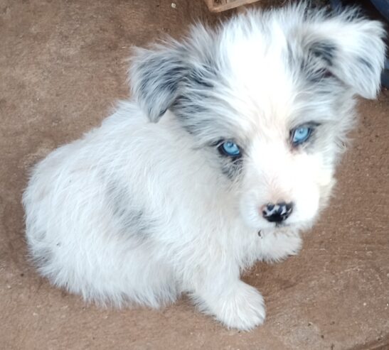 Blue Merle Border CollieX