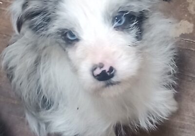 Blue Merle Border CollieX