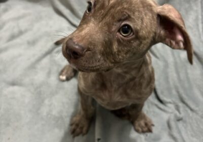 Staffy x bullmastiff