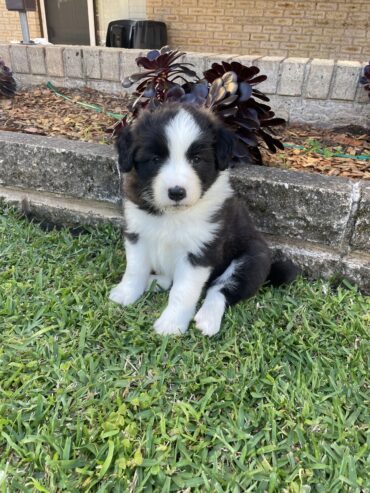 Border collie puppies