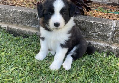 Border collie puppies