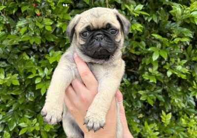 Pug Puppies!!