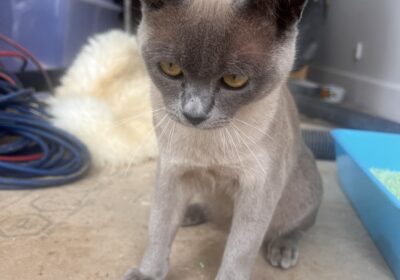 Simba Burmese kitten