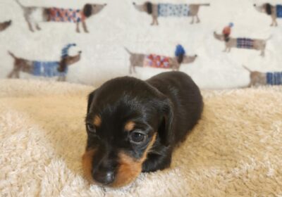 Minature Dachshunds