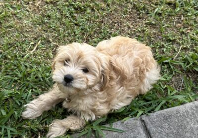 Toy Cavoodle