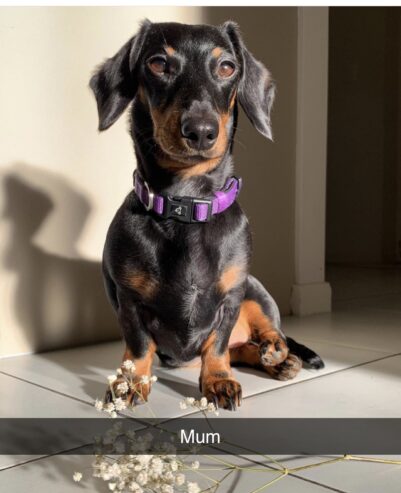 Mini dachshund puppies